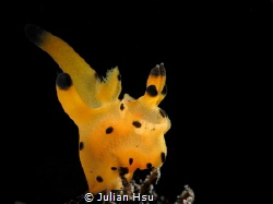 Thecacera sp.
@Tulamben by Julian Hsu 